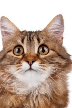 Kedi portresi