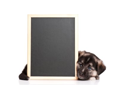 blackboard ile köpek yavrusu