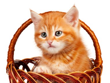 Kırmızı kedi yavrusu