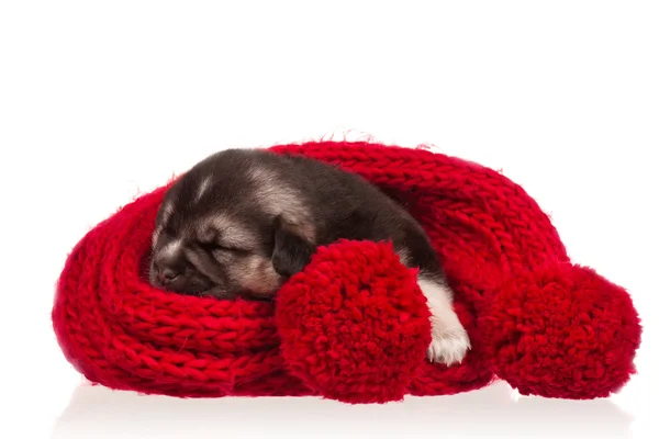 Cachorrinho bonito — Fotografia de Stock