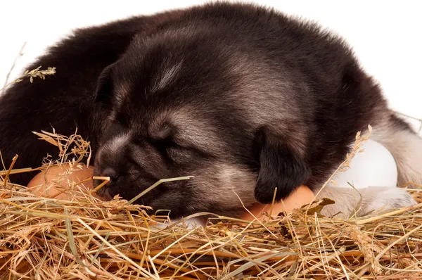 Cute puppy — Stock Photo, Image