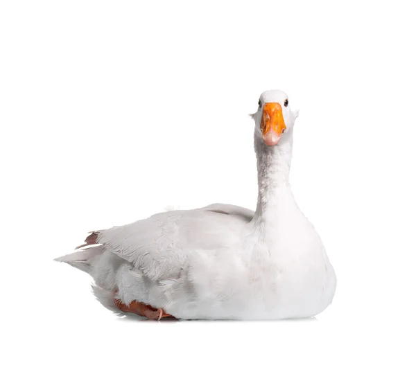 Domestic goose — Stock Photo, Image