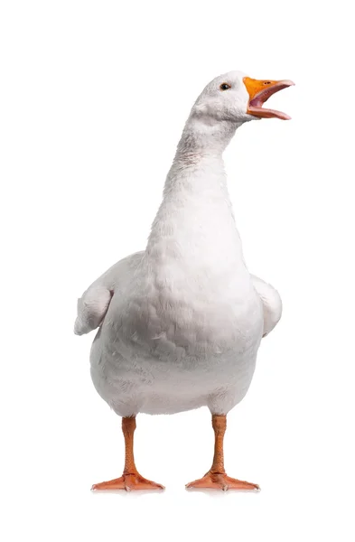 Domestic goose — Stock Photo, Image