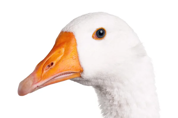 Domestic goose — Stock Photo, Image