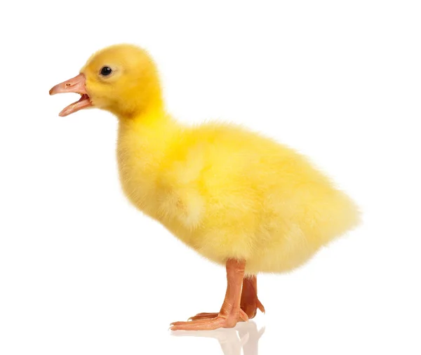 Domestic gosling — Stock Photo, Image