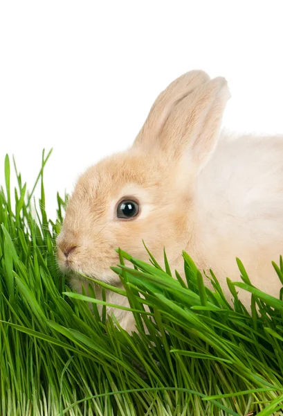 Lapin dans l'herbe — Photo