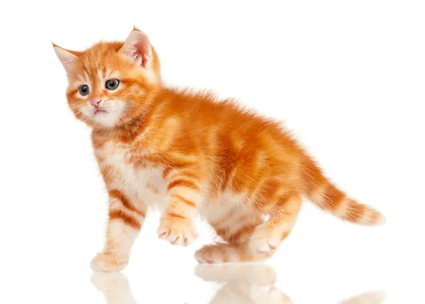 Красный котёнок — стоковое фото