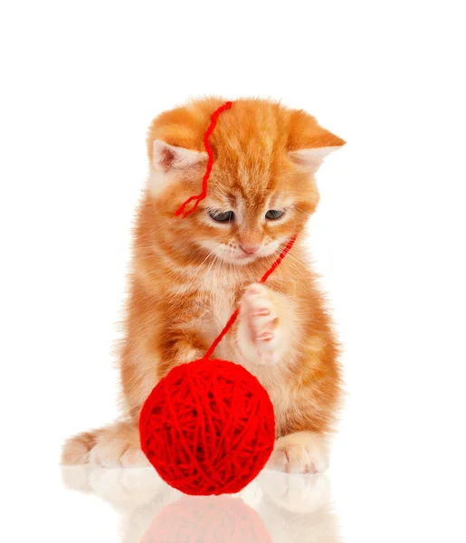 Gatito rojo — Foto de Stock