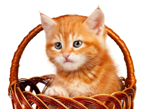 Rode kitten — Stockfoto