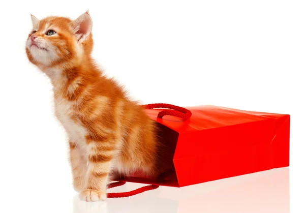 Gatito rojo — Foto de Stock