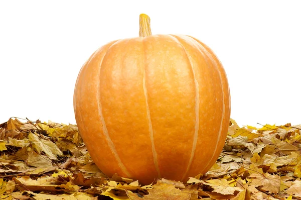 Ripe pumpkins — Stock Photo, Image