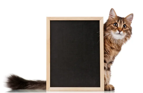 Chat Avec Tableau Noir Images Libres De Droit Photos De Chat Avec Tableau Noir Depositphotos Chat Avec Tableau Noir Images Libres De Droit Photos De Chat Avec Tableau Noir Depositphotos