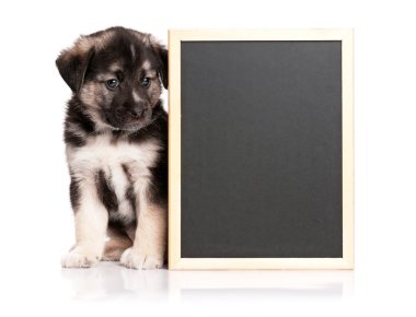 blackboard ile köpek yavrusu