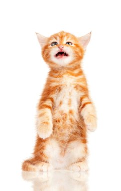 Kırmızı kedi yavrusu