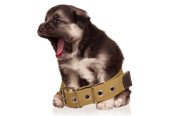 Schattig puppy — Stockfoto