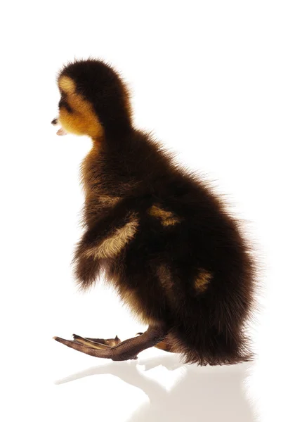 Domestic duckling — Stock Photo, Image