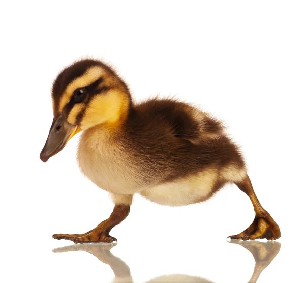 Domestic duckling — Stock Photo, Image