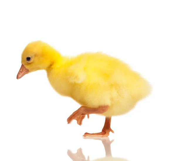 Domestic gosling — Stock Photo, Image