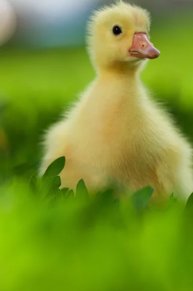 Domestic gosling — Stock Photo, Image