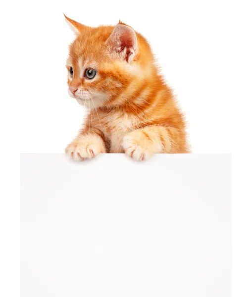 Gatinho vermelho — Fotografia de Stock