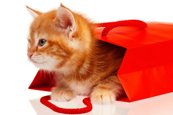 Κόκκινο γατάκι — Φωτογραφία Αρχείου