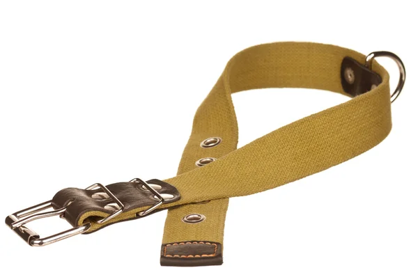 Dog collar — Stock Photo, Image