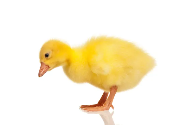 Domestic gosling — Stock Photo, Image