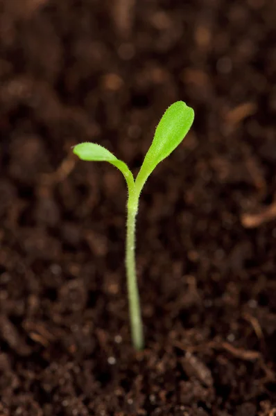 Piantina verde — Foto Stock