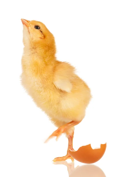 Little chicken — Stock Photo, Image