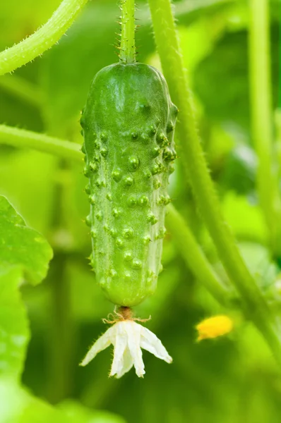 Green cucumber — Stock Photo, Image