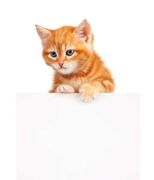 Gatinho vermelho — Fotografia de Stock