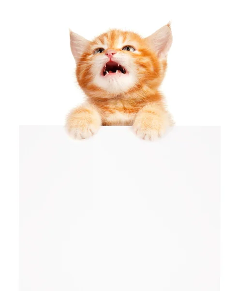 Red kitten — Stock Photo, Image