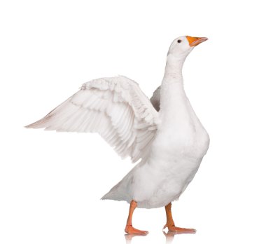 Domestic goose clipart