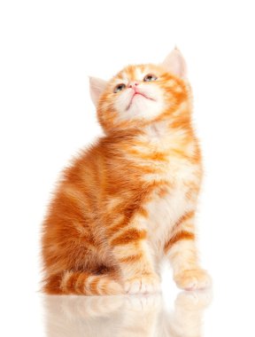 Kırmızı kedi yavrusu