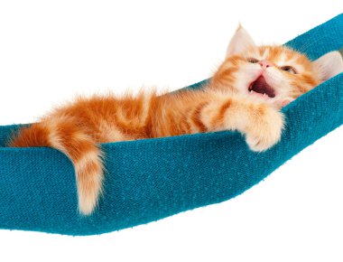 Kırmızı kedi yavrusu