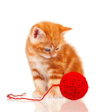 Kırmızı kedi yavrusu