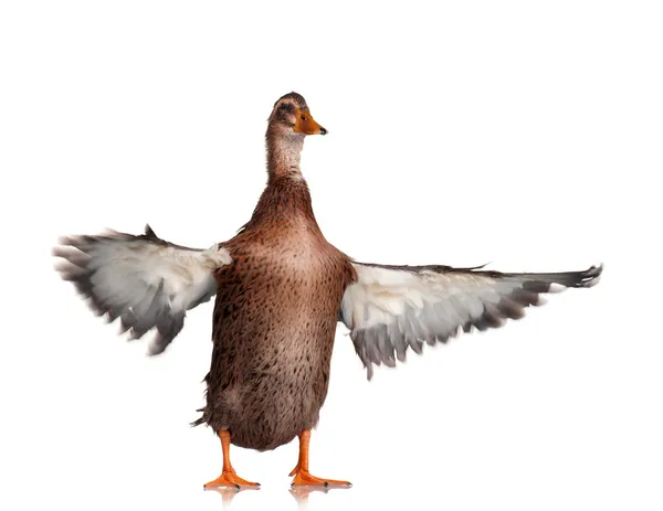 Domestic duck — Stock Photo, Image