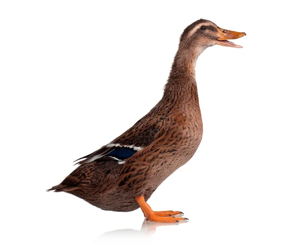 Domestic duck — Stock Photo, Image