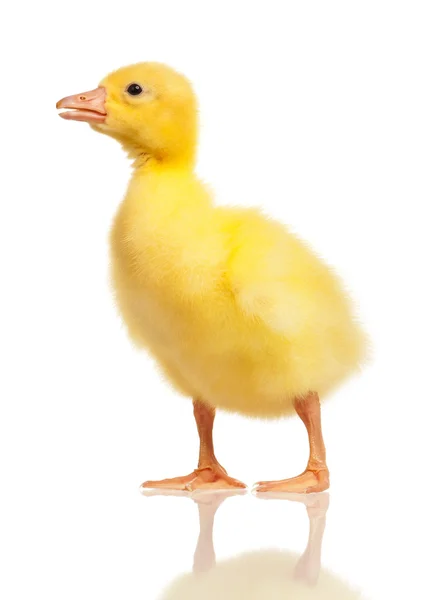 Domestic gosling — Stock Photo, Image