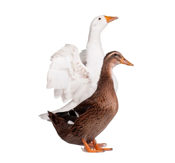 Duck and goose — Stock Photo, Image