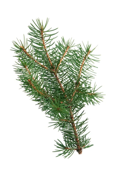 Fir branch — Stock Photo, Image