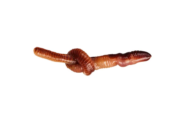 Earthworm — Stock Photo, Image