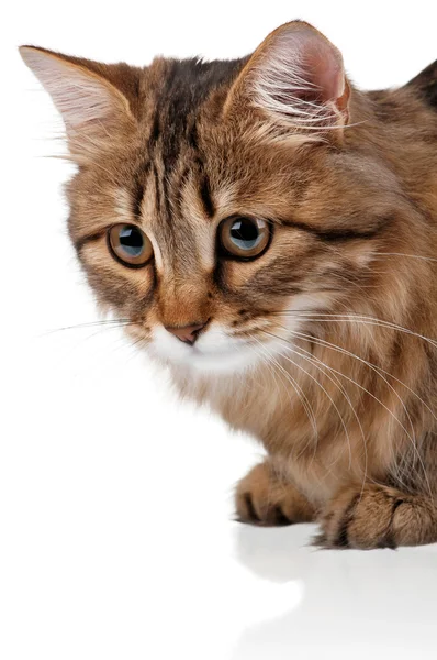 Portrait of cat — Stock Photo, Image