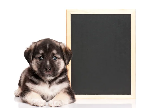 Filhote de cachorro com quadro negro — Fotografia de Stock