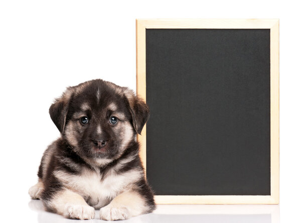 Puppy with blackboard