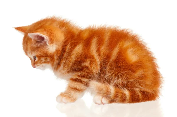 Red kitten — Stock Photo, Image