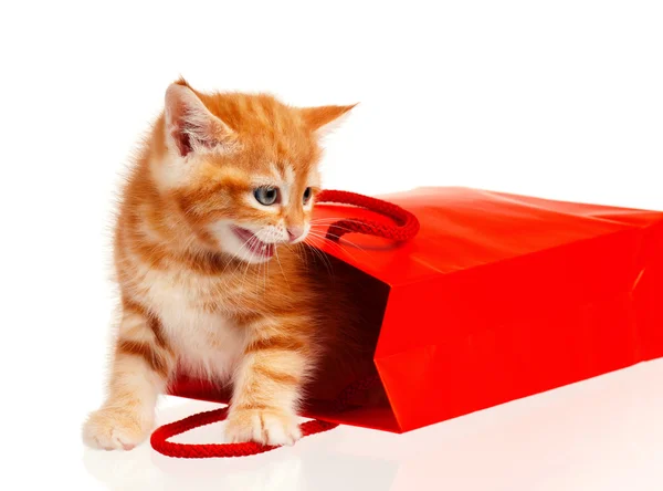 Red kitten — Stock Photo, Image