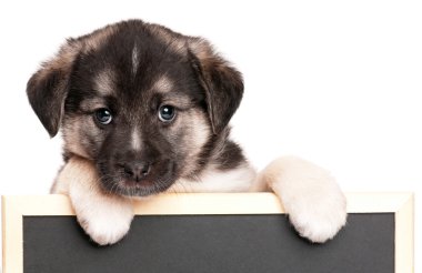 blackboard ile köpek yavrusu