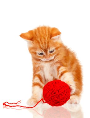 Kırmızı kedi yavrusu