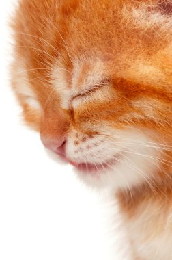 Kırmızı kedi yavrusu